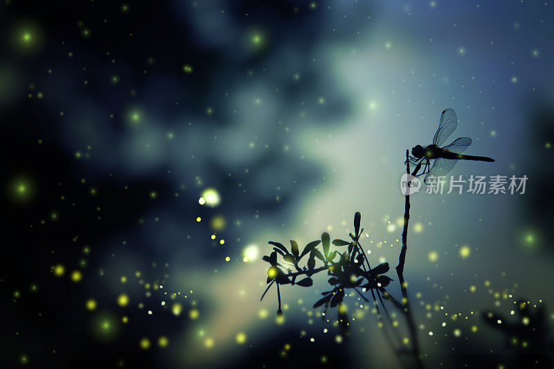 蜻蜓的剪影和萤火虫在夜晚的森林里飞翔的抽象而神奇的形象。童话的概念