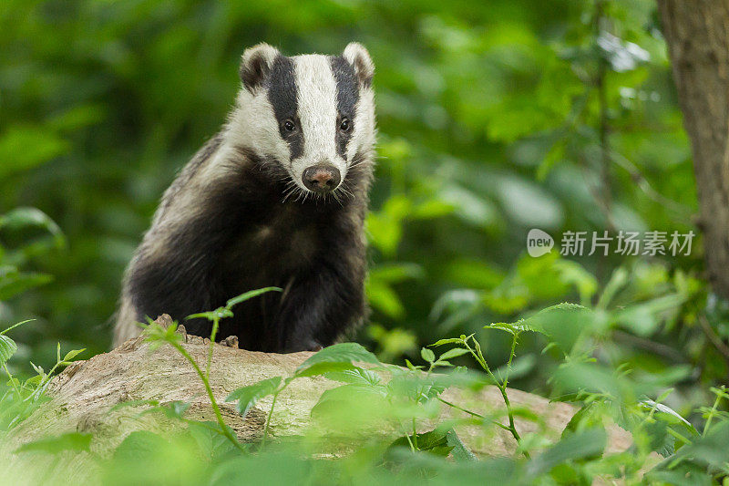 欧洲獾(梅莱斯梅莱斯)