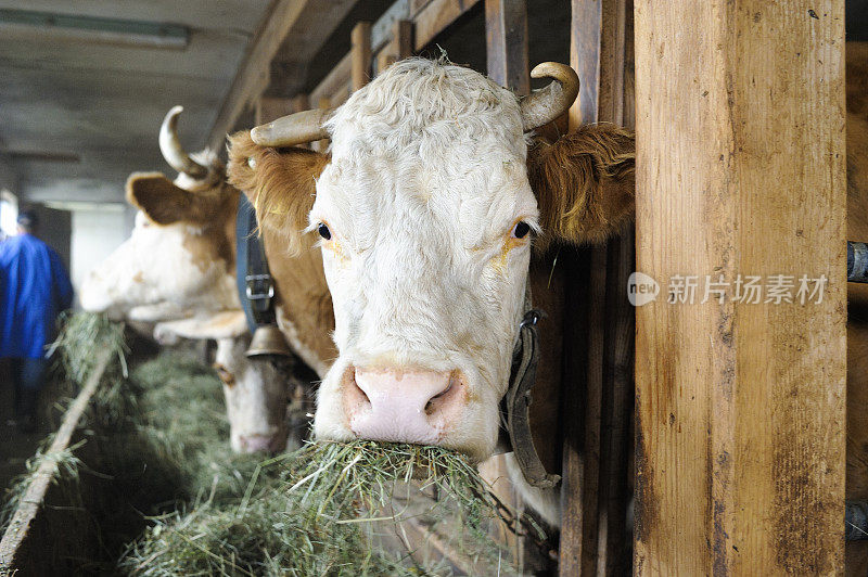 瑞士奶牛场牛棚里的奶牛