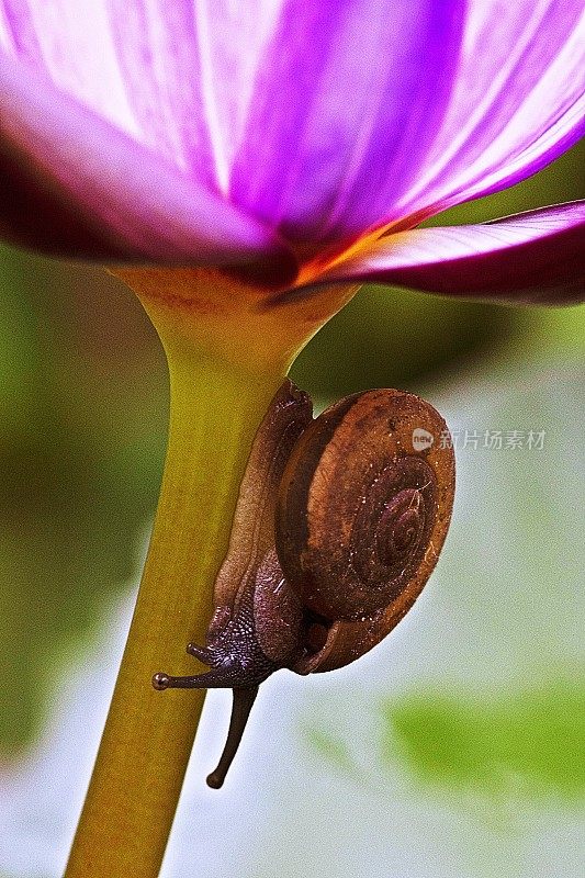 蜗牛在莲花上。