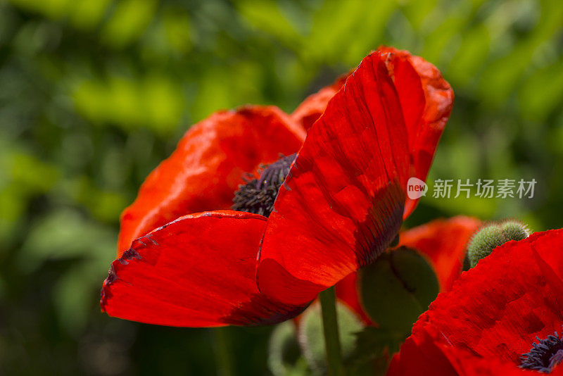 罂粟花。花园里的花