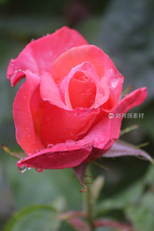 在雨露中盛开的粉红色玫瑰水滴生长在花园中，芬芳的粉红色玫瑰灌木花蕾，花瓣与模糊的园艺背景，浪漫的束玫瑰花瓶，情人节，插花，婚礼花束