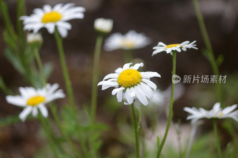 这是野生雏菊花群在模糊的绿色野生花园背景下的图像，在英国的夏日阳光下种植的野生月亮雏菊，雏菊花的中心有白色花瓣和黄色花粉的细节。