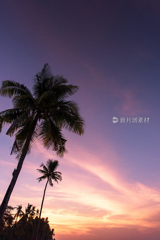 热带天堂般的日落和椰子树的剪影
