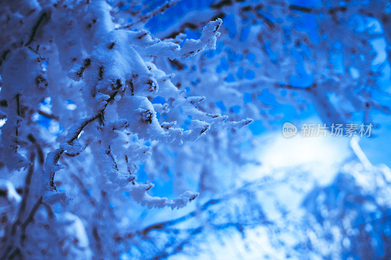 孤独的雪覆盖枝