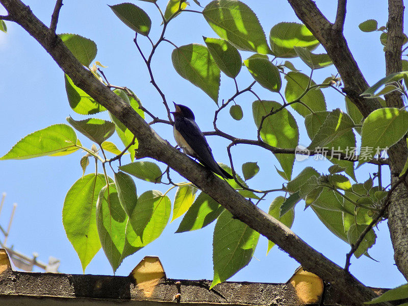 小燕子在一棵大树的树梢上唱歌，就在屋顶上面