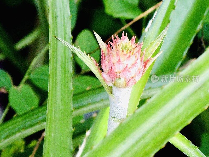 装饰矮菠萝植物园林装饰