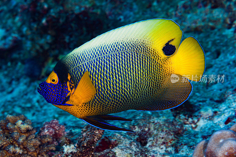 黄脸神仙鱼，帕劳，密克罗尼西亚