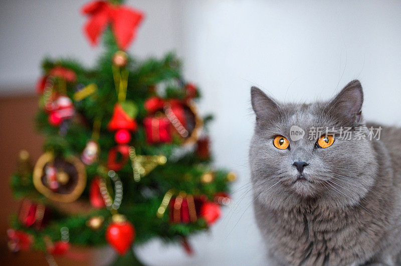 查特鲁猫在新年