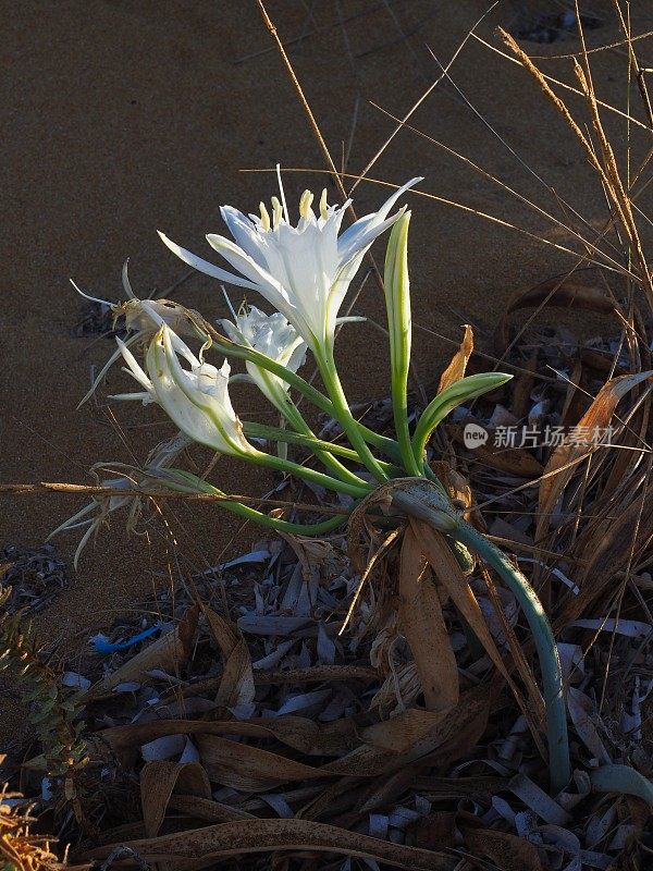 海滩上的一种海水仙花