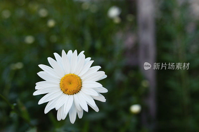 乡村生活:一群雏菊――白菊花