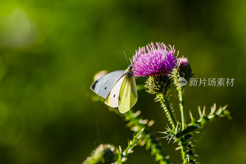 一朵花上的长翅蝴蝶