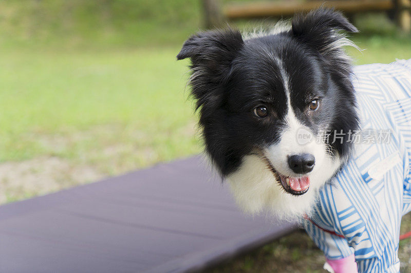 享受大自然的博德牧羊犬