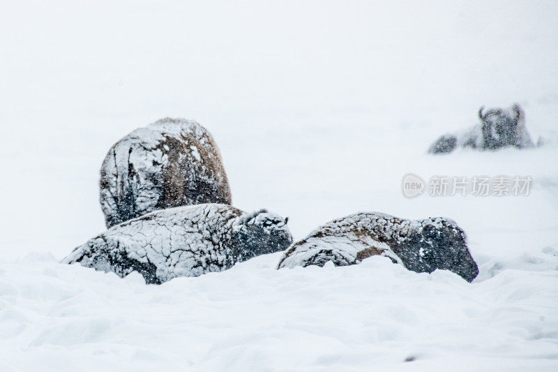 在冬天被雪覆盖的黄石公园里，睡着的野牛被雪覆盖