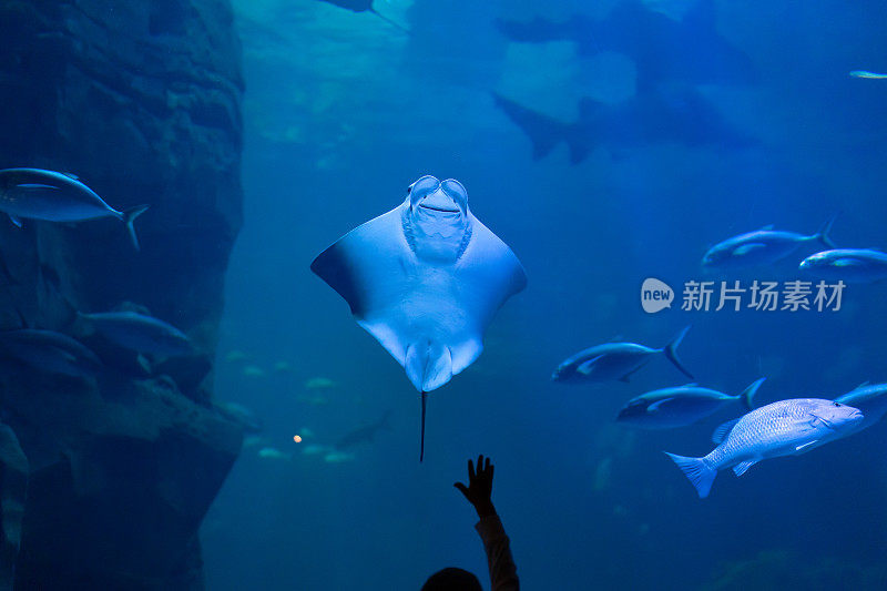 小男孩站在靠近水族馆的地方，试图伸出一只微笑的黄貂鱼