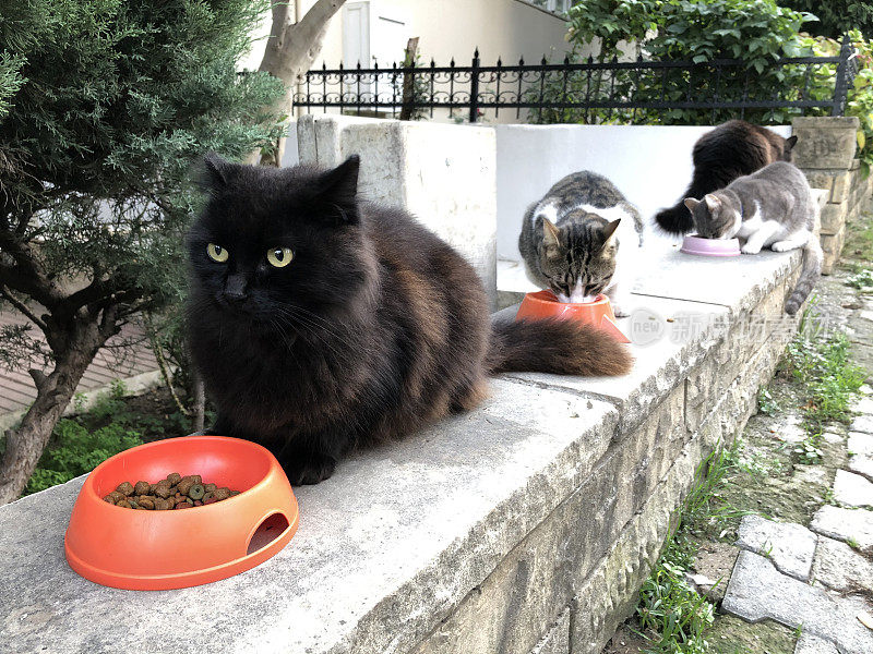 土耳其街头流浪猫喂食时间