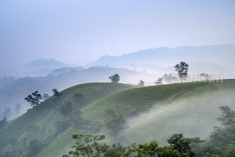 越南富寿省龙可可茶山，清晨雾气蒙蒙