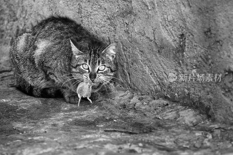 猫嘴里叼着一只小老鼠。