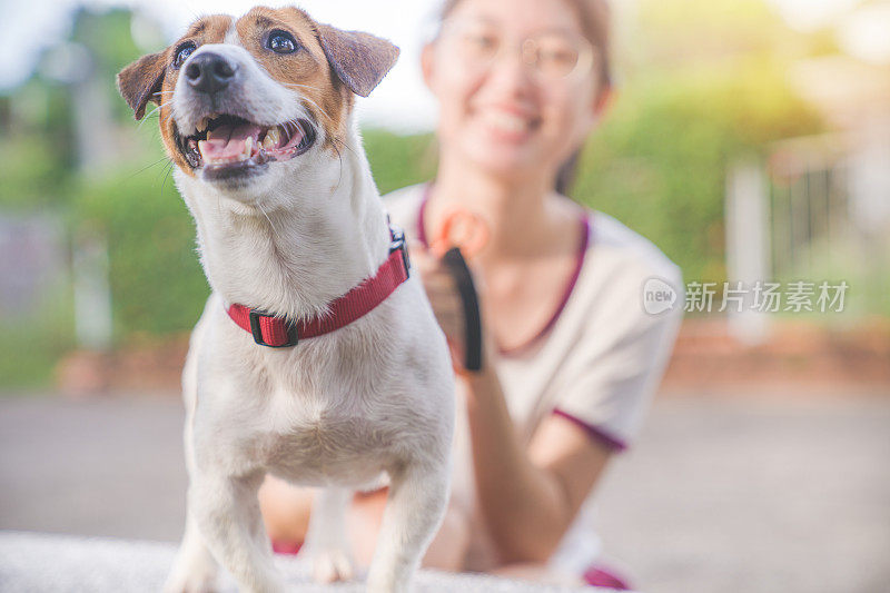 亚洲家庭十几岁的女孩玩好玩的她的宠物杰克罗素梗狗在花园在夏天的早晨