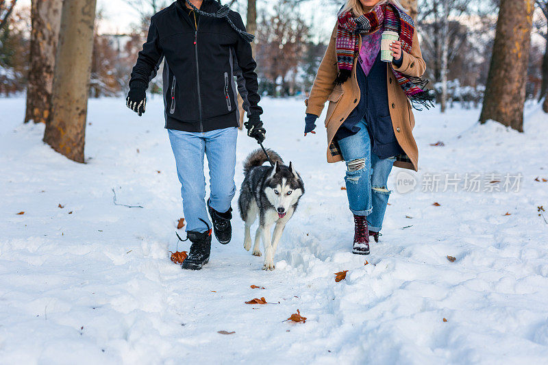 哈士奇狗与主人在城市公园的雪地上散步