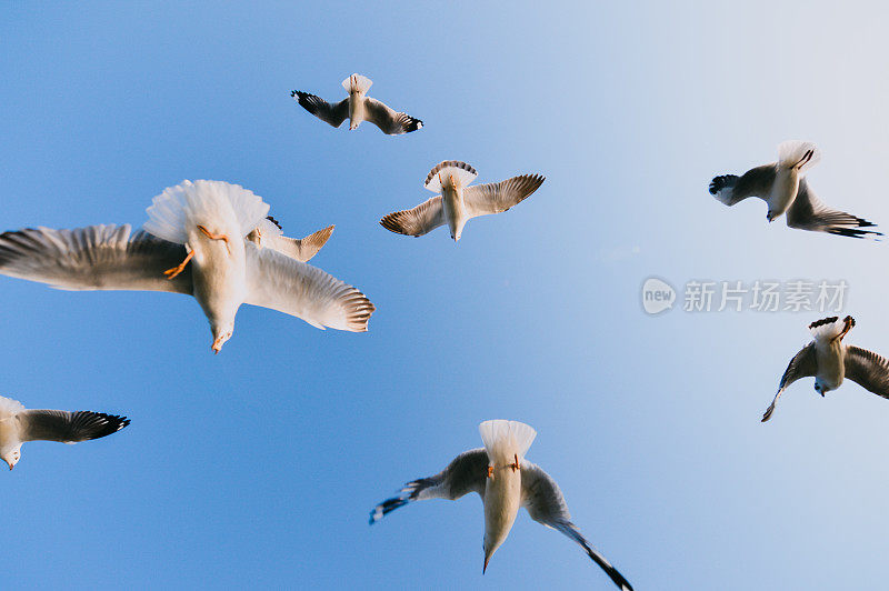 缅甸茵莱湖碧空中飞翔的海鸥