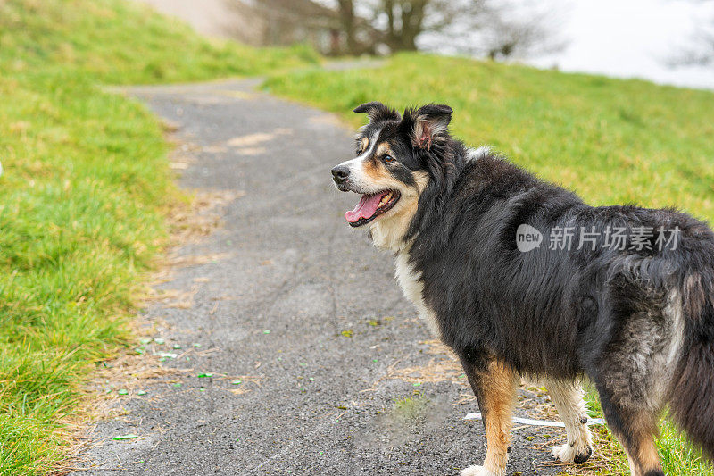 边境牧羊犬站在乡下