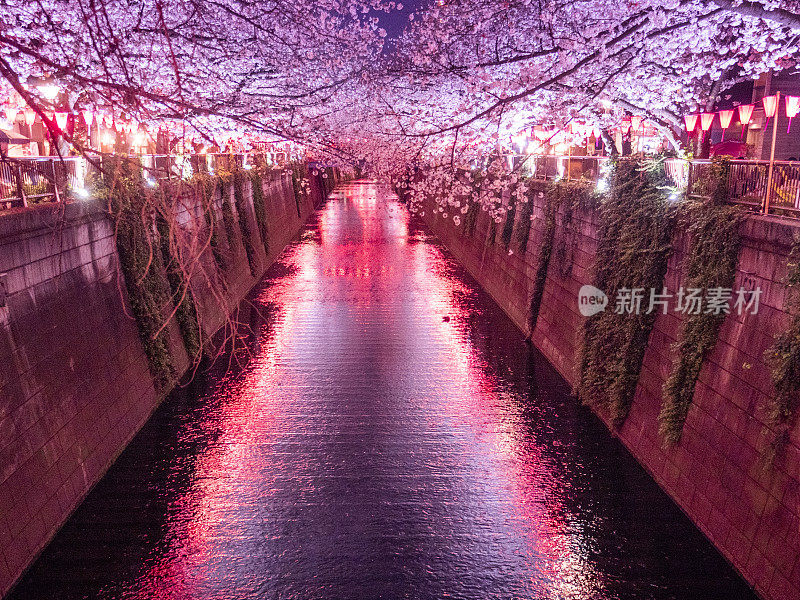 日本东京目黑河上的樱花