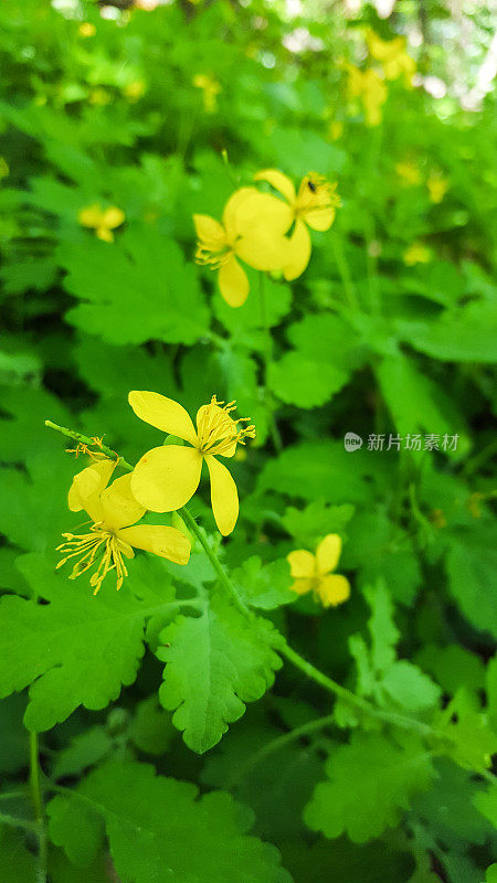 白屈菜-德国6月份的野生植物