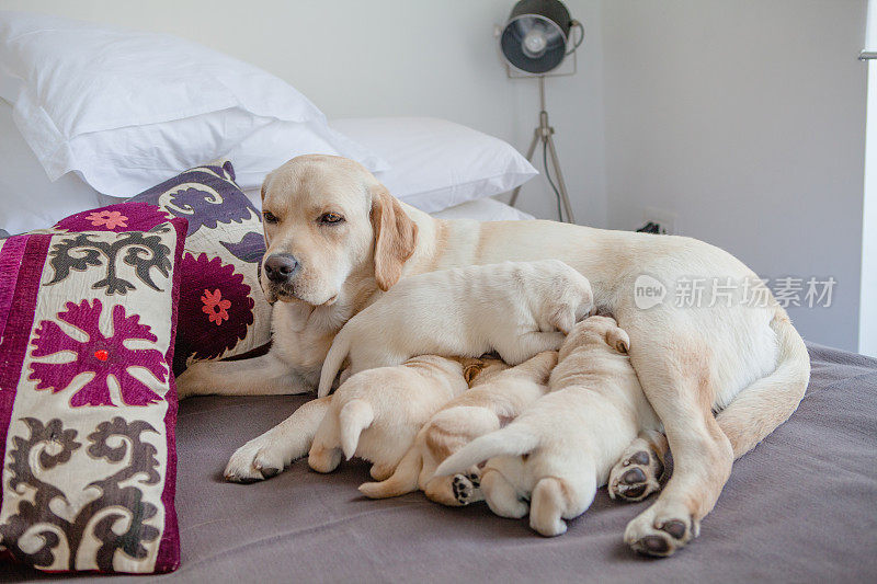 母亲拉布拉多猎犬喂养她的小狗