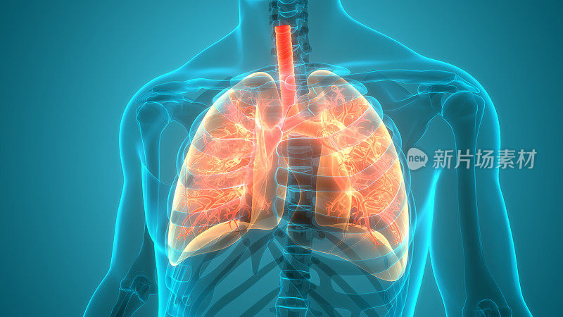 人体呼吸系统肺解剖学