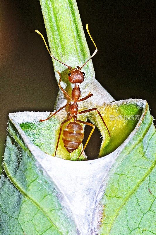 蚂蚁在树叶中折叠巢穴。