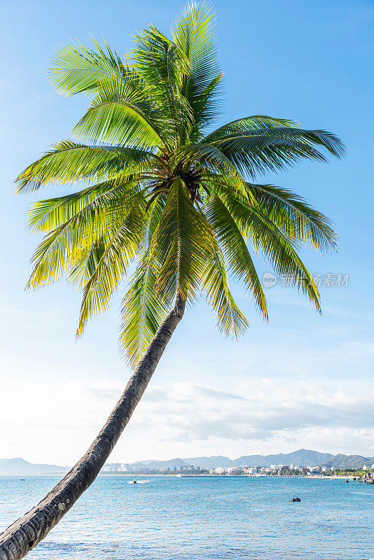 中国三亚海边的一棵美丽的椰子树