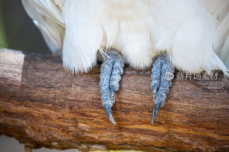 澳大利亚:Sulphur-Crested风头鹦鹉