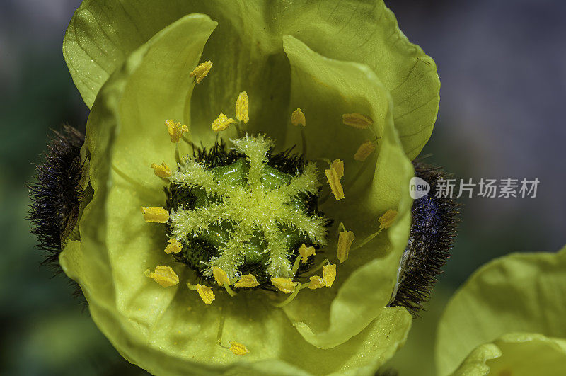 北极罂粟，罂粟根，萨默塞特岛，努勒维特，加拿大，加拿大北极，罂粟科，亮黄色的花，北极苔原植物