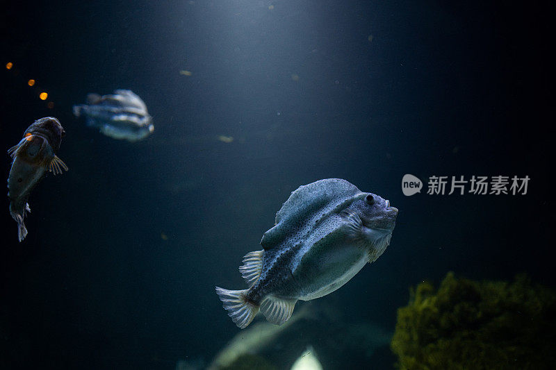 在水族箱底部游动的吸盘鱼