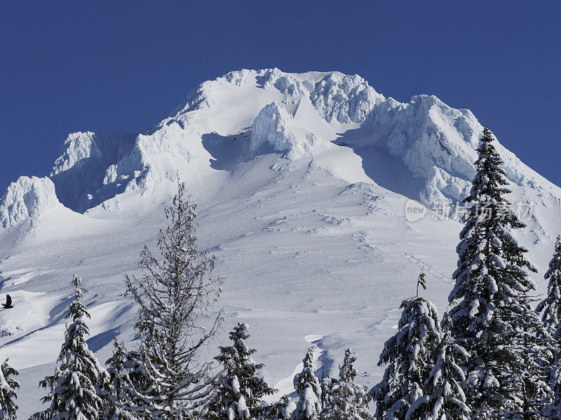 俄勒冈州的胡德山山顶有蓝天和雪树