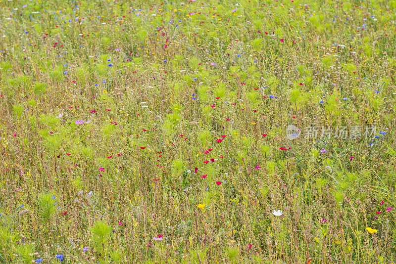 野花盛开的夏日草地