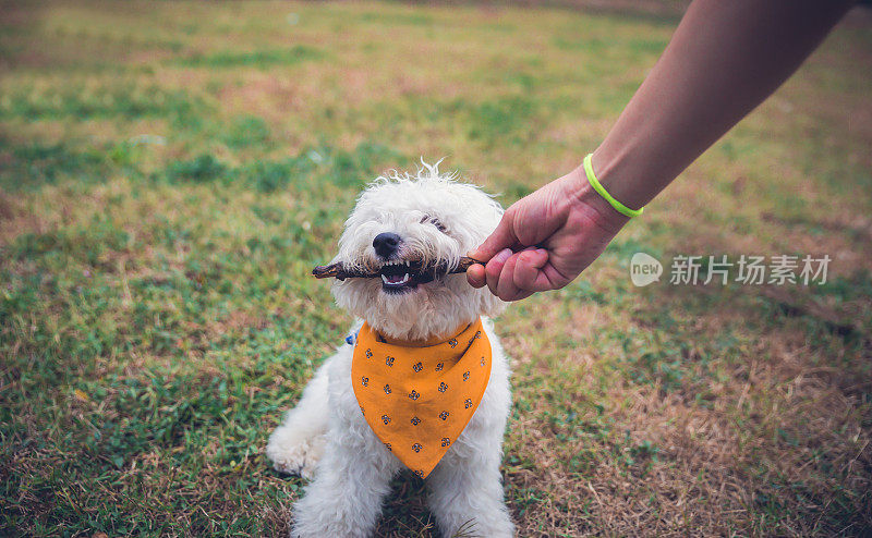 一个女人和她的狗在玩棍子