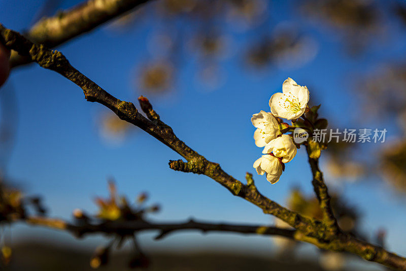 野樱桃树花