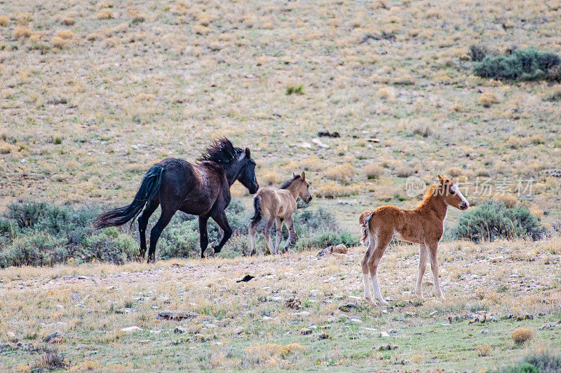 野马和小马驹在大角国家休闲区散步和四处张望