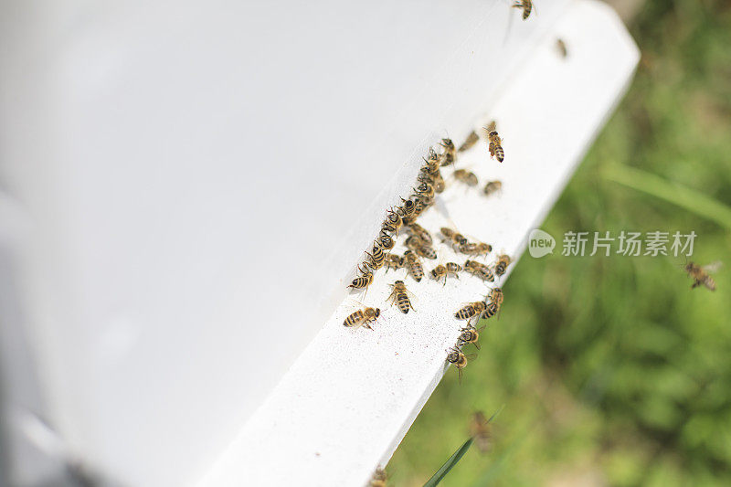 蜜蜂在蜂巢里飞来飞去