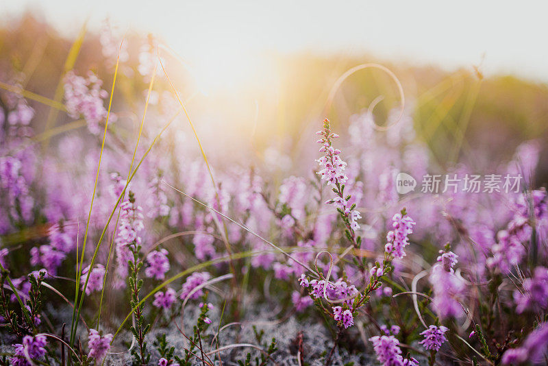 夕阳下的五彩石楠