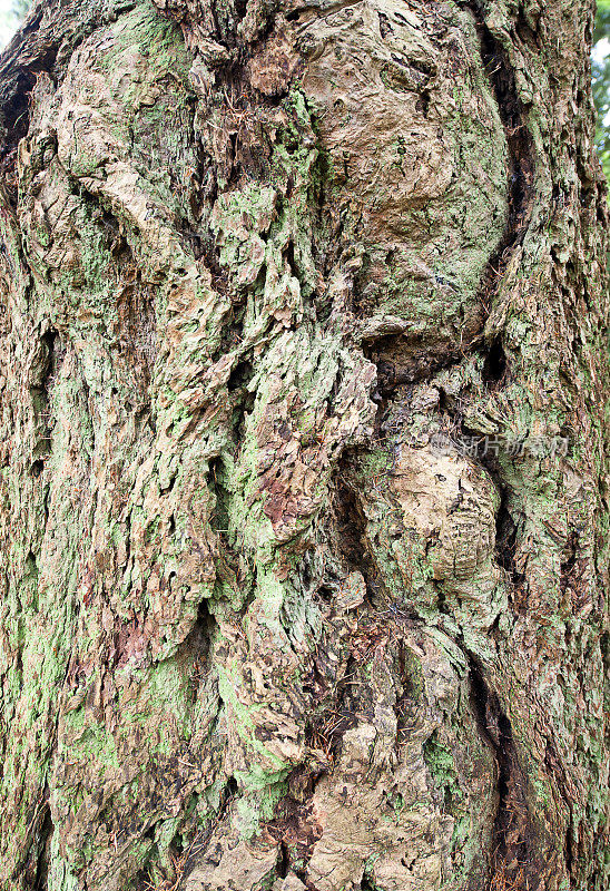 巨大的红木树皮，新森林，汉普郡，英格兰