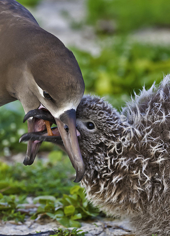 黑足信天翁是一种来自北太平洋信天翁科的大型海鸟。喂小鸡。