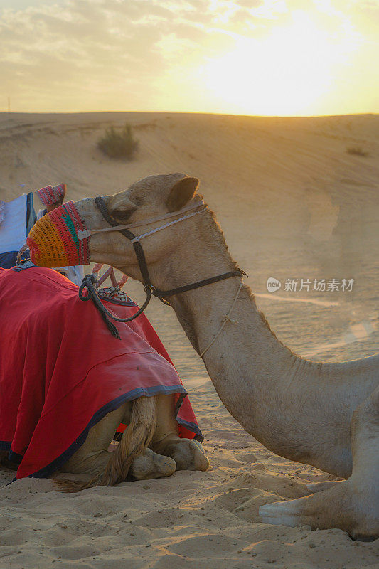 阿拉伯沙漠骆驼(阿拉伯联合酋长国)