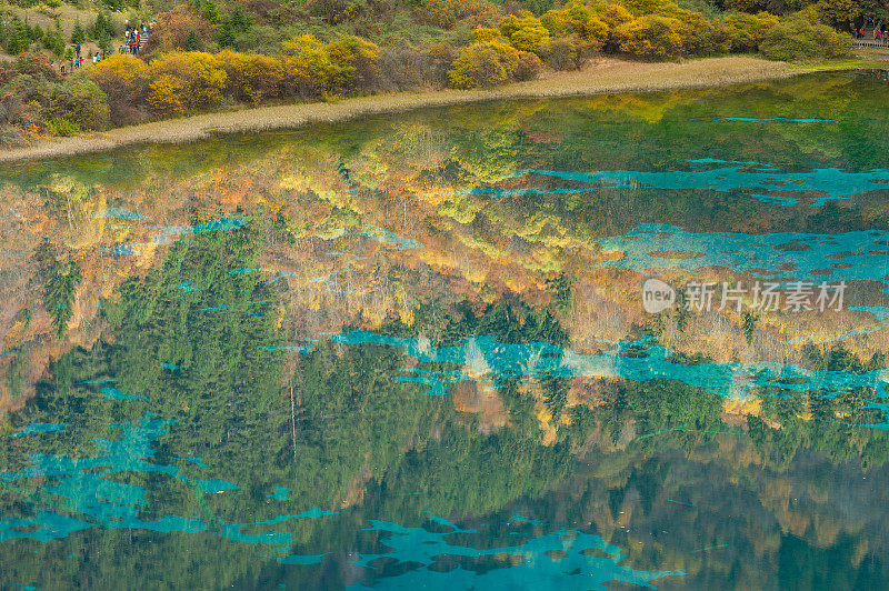 在九寨沟自然(九寨沟国家公园)，中国九寨沟秋林之间的五花湖晶莹剔透的水和美丽的风景