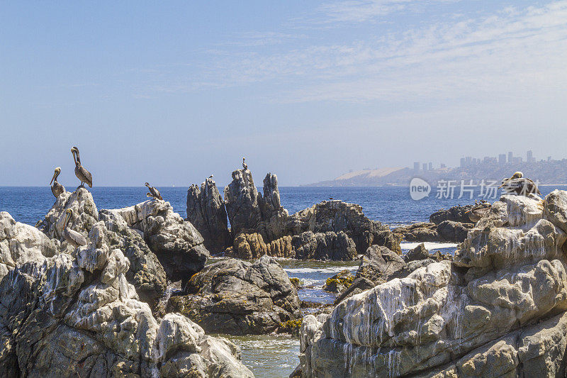 棕色鹈鹕在岩石海岸Viña德尔马，智利