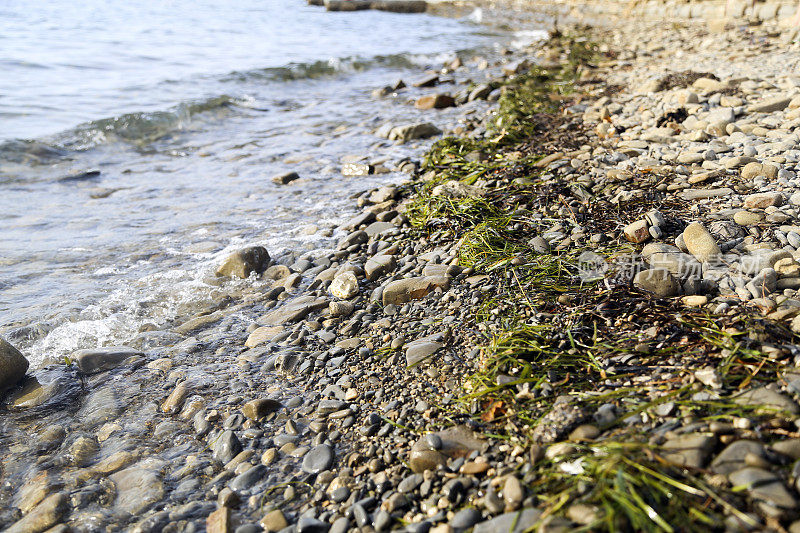 海藻在海滩