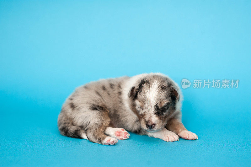 设得兰牧羊犬幼犬三周大在浅蓝色的背景