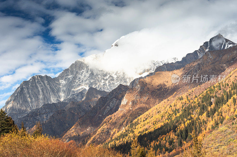 雪山和黄色的秋天观树日出山秋天，四川，中国，西藏